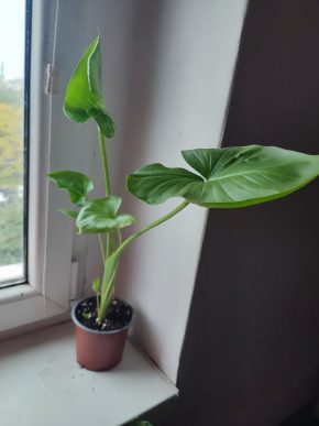 Kala / Kornoutice africká / Zantedeschia aethiopica #1