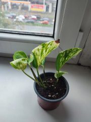 IMG_20251022_085048.jpg