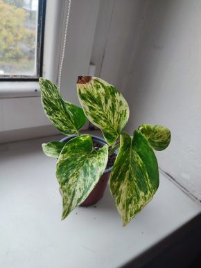 Šplhavnice / epipremnum / pothos marble queen #2