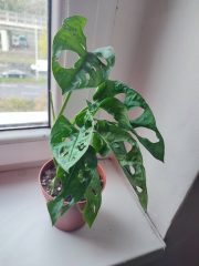 IMG_20251022_092154.jpg