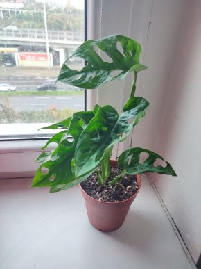 Monstera Adansonii monkey leaf #1