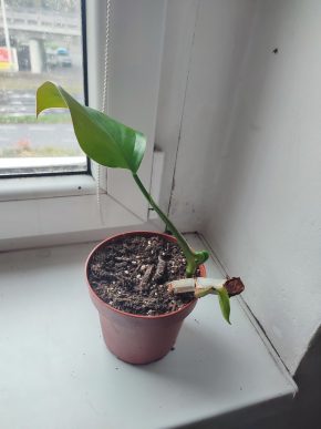 Philodendron Green princes #1