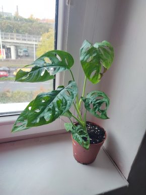 Monstera Adansonii monkey leaf #2