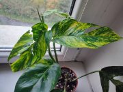 IMG_20251022_091432.jpg