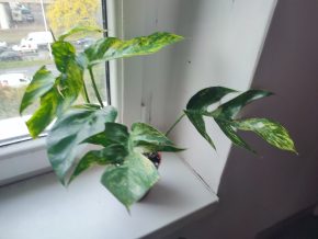 Epipremnum pinnatum 'Cintho Goldfinge'