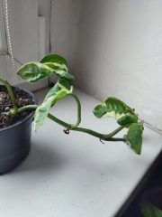 IMG_20251022_090447.jpg