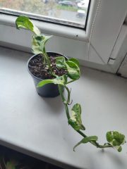 IMG_20251022_090430.jpg