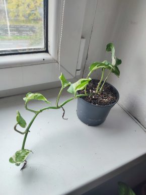 Šplhavnice / epipremnum / pothos marble queen #3