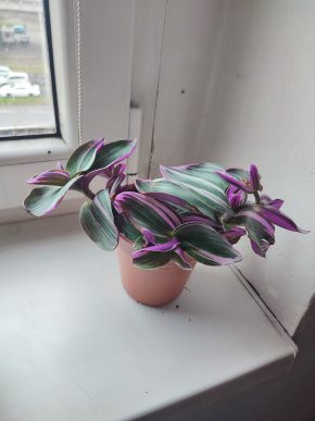 Větší Voděnka / Tradescantia "Nanouk" #1