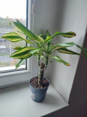 Dracena Yellow coast #1
