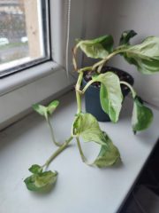 IMG_20251022_085439.jpg