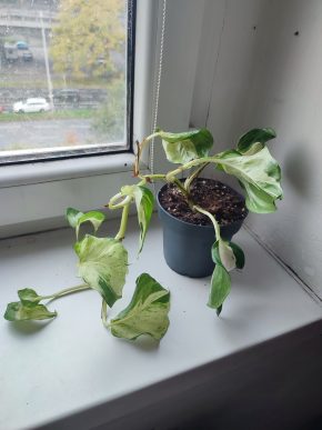 Šplhavnice / epipremnum manjula / potos happy leaf #1