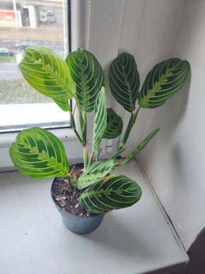 Modlivka / Marantha leuconeura Lemon Lime Green #1