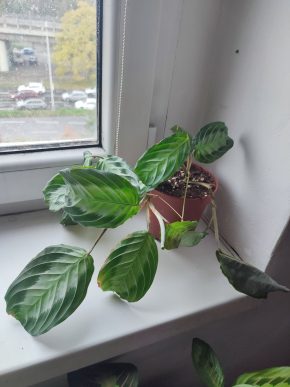 Modlivka / Maranta leuconeura Silver Band #1