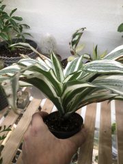 IMG_1930.jpeg