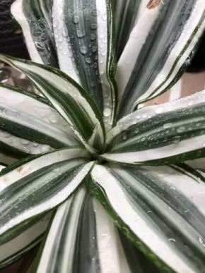 Dracaena deremensis “White Jewel” 🌸