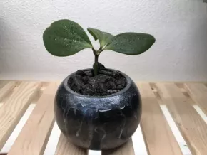 Peperomia Tetraphylla v květináčku 🌸