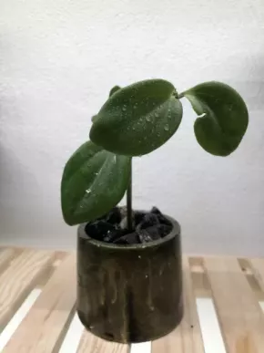 Peperomia Tetraphylla ve zlatém květináčku 🌸