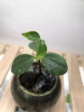 Peperomia Tetraphylla v květináči 🌸