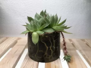 Netřesk v květináčku 🌸