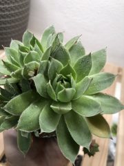 IMG_1940.jpeg