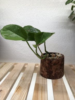 Šplhavnice / Pothos v květináči 🌸