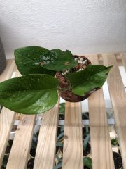 IMG_1945.jpeg