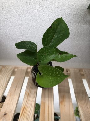 Šplhavnice/ Pothos v květináči 🌸