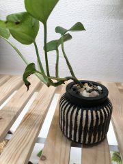 IMG_1949.jpeg