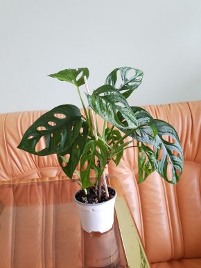 Monstera Adansonii Monkey Mask - 3 plně zakořeněné rostliny v květináči