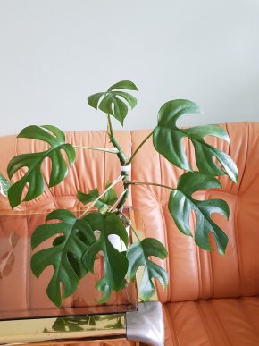 Rhaphidophora tetrasperma Albo revert  - Monstera minima