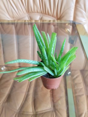 Aloe Vera - 5 rostlin v květináči