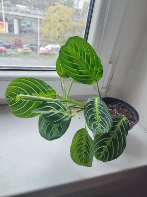 Modlivka / Marantha leuconeura Lemon Lime Green #2