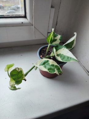 Šplhavnice / epipremnum / pothos N'joy #2