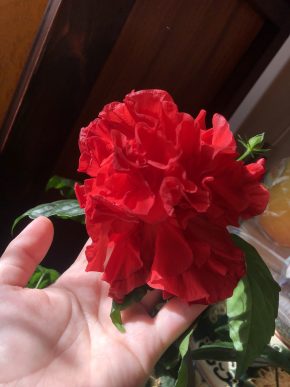 Červený plnokvětý ibišek (hibiscus) sazeničky