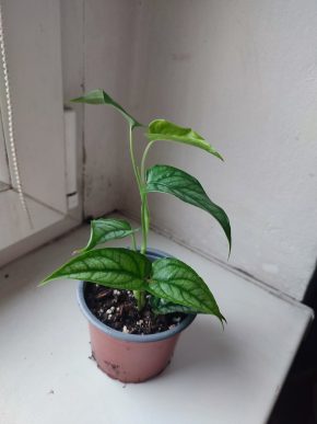 Monstera siltepecana #1