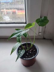 IMG_20251023_161504.jpg