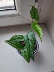 IMG_20251023_161501.jpg