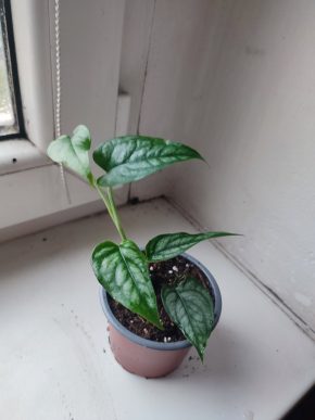 Monstera siltepecana #2