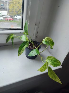 Šplhavnice / epipremnum / potos hicolor #