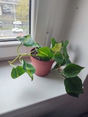 Philodendron Brasil #1