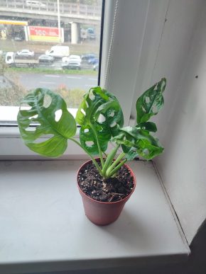 Monstera Adansonii monkey leaf #3