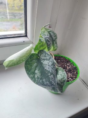 Scindapsus pictus "Exotica"