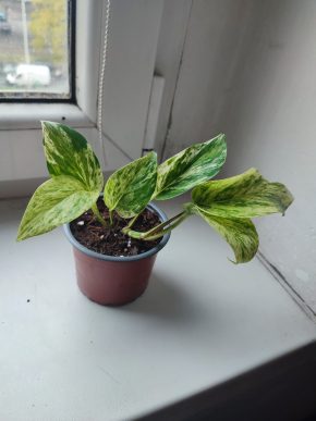 Šplhavnice / epipremnum / pothos marble queen #4