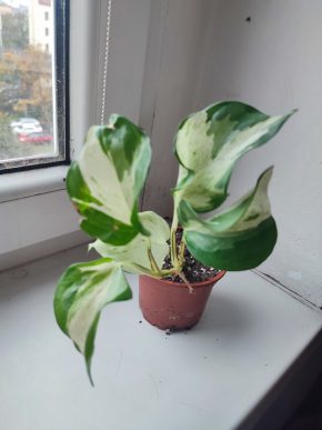 Šplhavnice / epipremnum manjula / potos happy leaf #2
