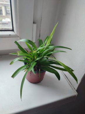 Zelenec / Chlorophytum comosum #1