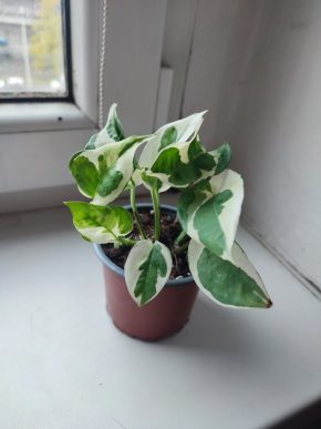 Šplhavnice / epipremnum / pothos N'joy #3
