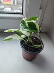IMG_20251022_085715.jpg