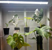 led-svitidlo-pro-rust-rostlin-aukcerostlin.cz-3.jpg