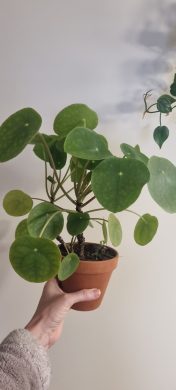 Pilea peperomiodes